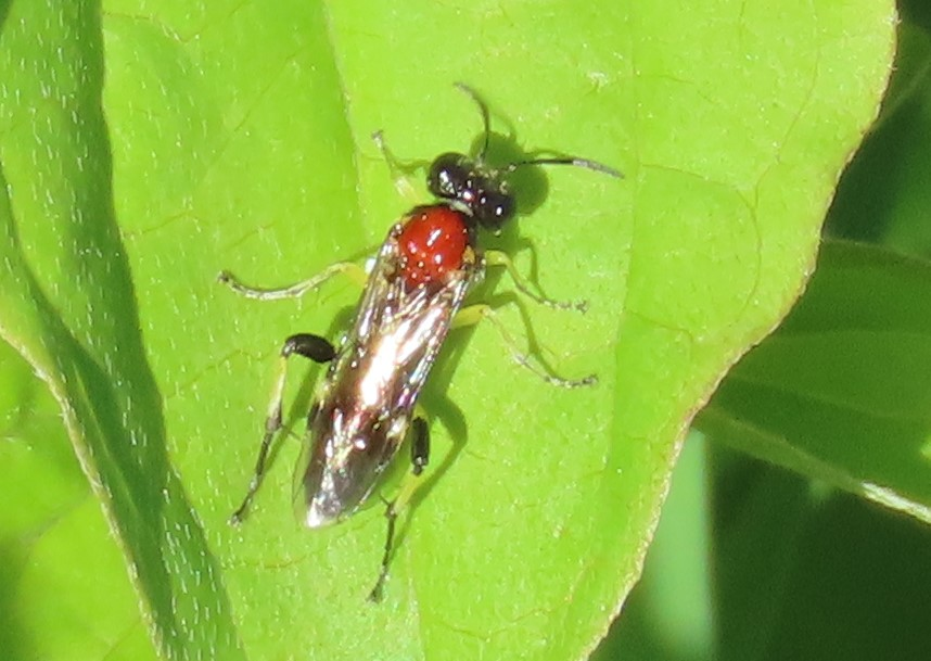 Exciting new British sawfly photographed this week by @angst_pp in Suffolk (reproduced here). This is Macrophya teutona; feeds on Cypress Spurge + some other Euphorbia spp. Pretty unmistakeable for a sawfly. Probably imported but known from just over the channel so possibly not?