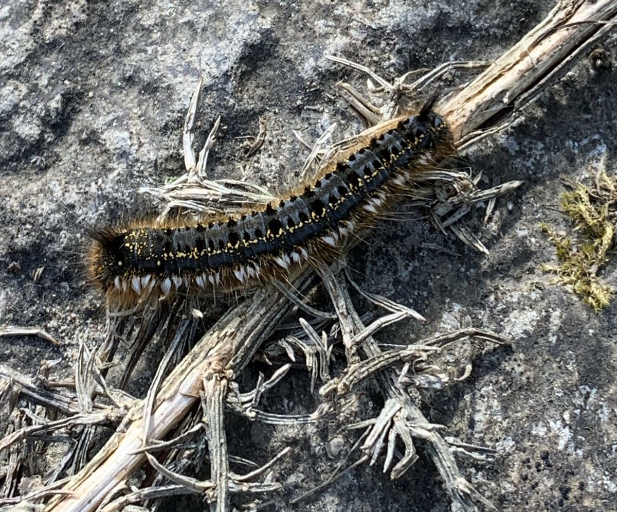Again no Horden shrike finds for me but Drinker moth caterpillar was new for year