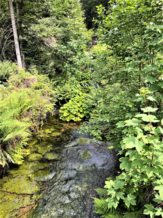 Did you know that in a handful of soil there are up to 100 billion bacterial cells, 50 km of fungal filaments (hyphae), 10,000 living creatures mites and nematodes, and up to 100 worms and isopods? Forests protect and promote healthy soil.💚☘️🌿🌱🌲🌳🍀💚