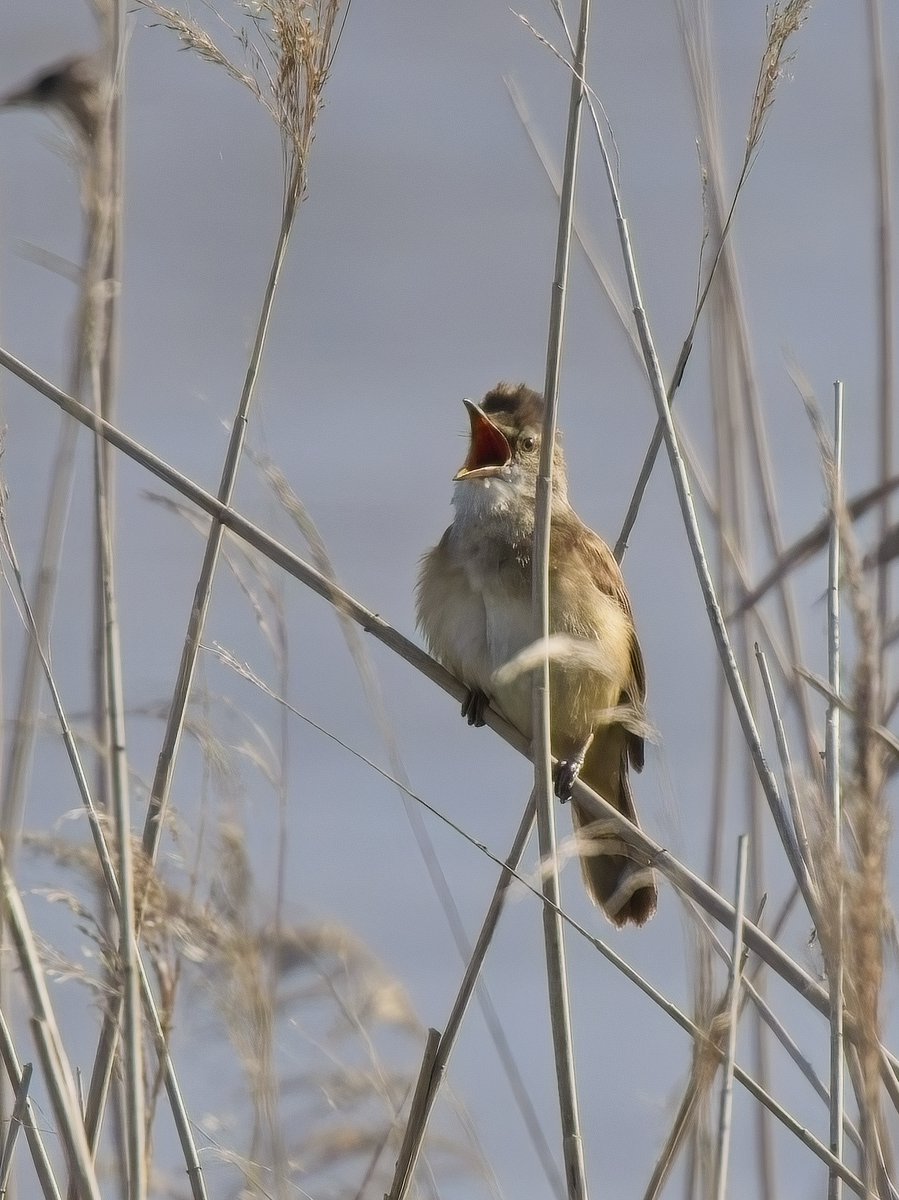 ThorpeMarshman's tweet photo. Rather than battle Friday evening holiday traffic after my post-op check up in Cambridge we decided to drop in to the (nearby) RSPB Ouse Fen reserve for the Great Reed Warbler.  Easy to find given you could hear him singing from 300m away &amp; lack of wind probably helped views! https://t.co/6DzMJsGQiR