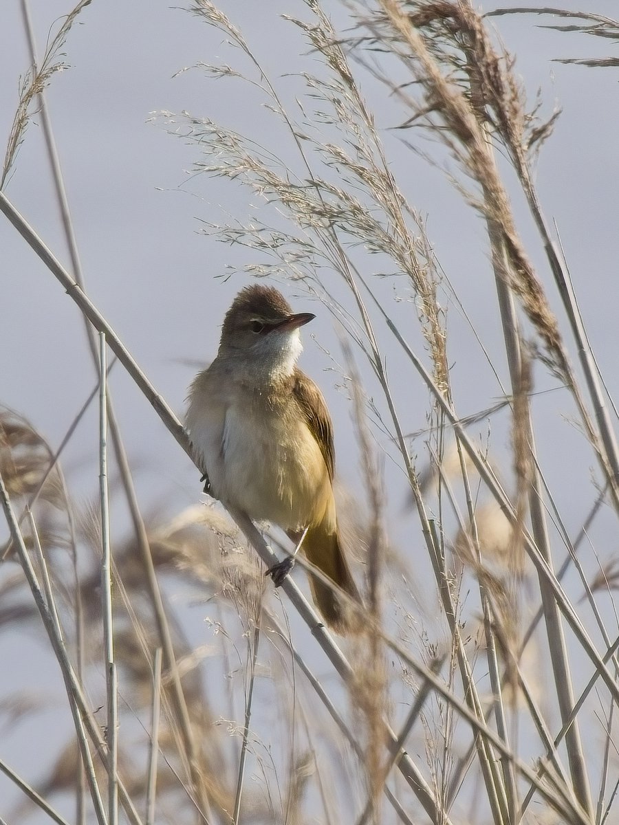 ThorpeMarshman's tweet photo. Rather than battle Friday evening holiday traffic after my post-op check up in Cambridge we decided to drop in to the (nearby) RSPB Ouse Fen reserve for the Great Reed Warbler.  Easy to find given you could hear him singing from 300m away &amp; lack of wind probably helped views! https://t.co/6DzMJsGQiR