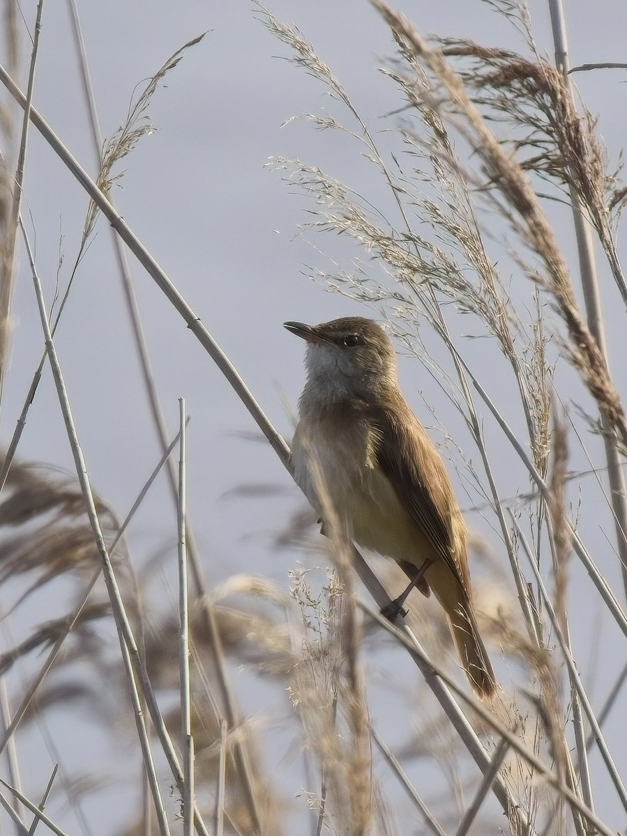 ThorpeMarshman's tweet photo. Rather than battle Friday evening holiday traffic after my post-op check up in Cambridge we decided to drop in to the (nearby) RSPB Ouse Fen reserve for the Great Reed Warbler.  Easy to find given you could hear him singing from 300m away &amp; lack of wind probably helped views! https://t.co/6DzMJsGQiR