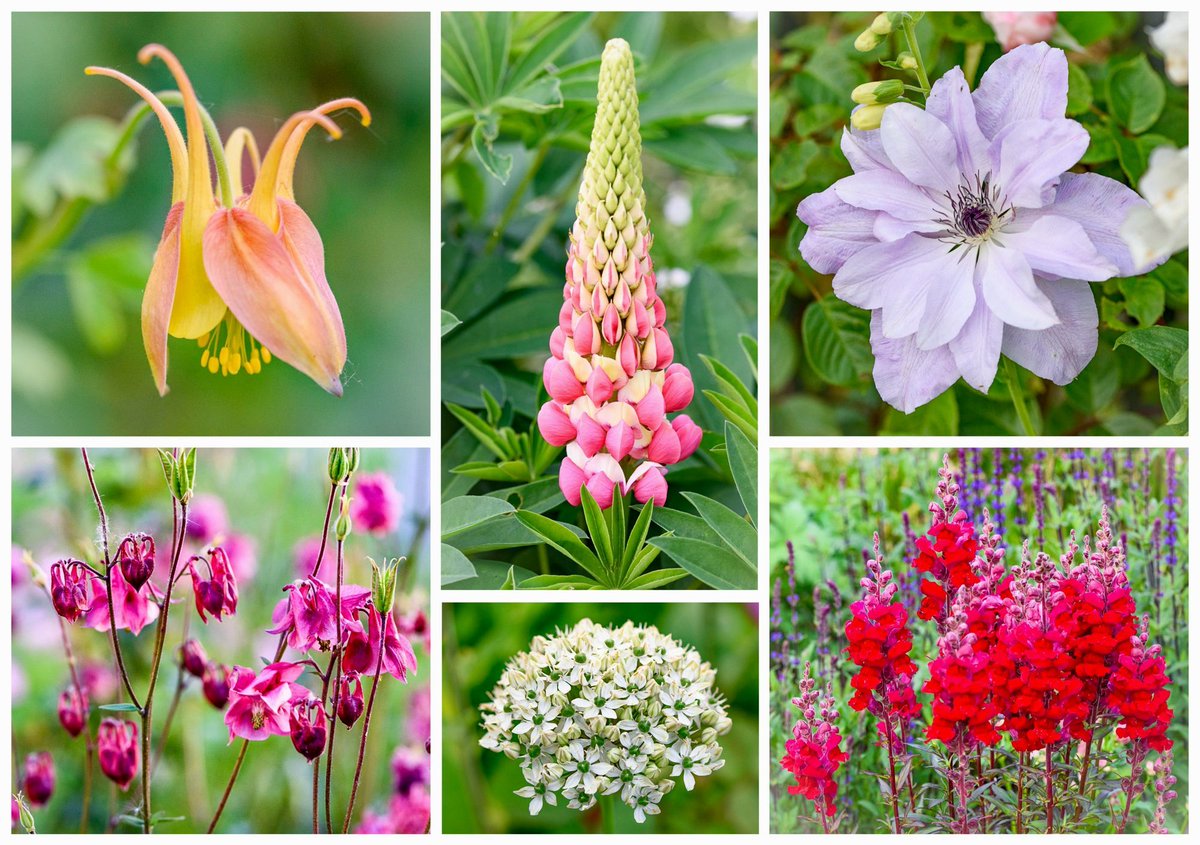 Dreamy late May flowers from my garden to wish you all a happy bank holiday weekend: Aquilegia, Lupin ‘Rachel de Thame’, Clematis ‘Reflections’, pink self-set Aquilegias from the front garden, Allium nigrum and fiery-red snapdragons (Antirrhinums). #SixOnSaturday #gardening