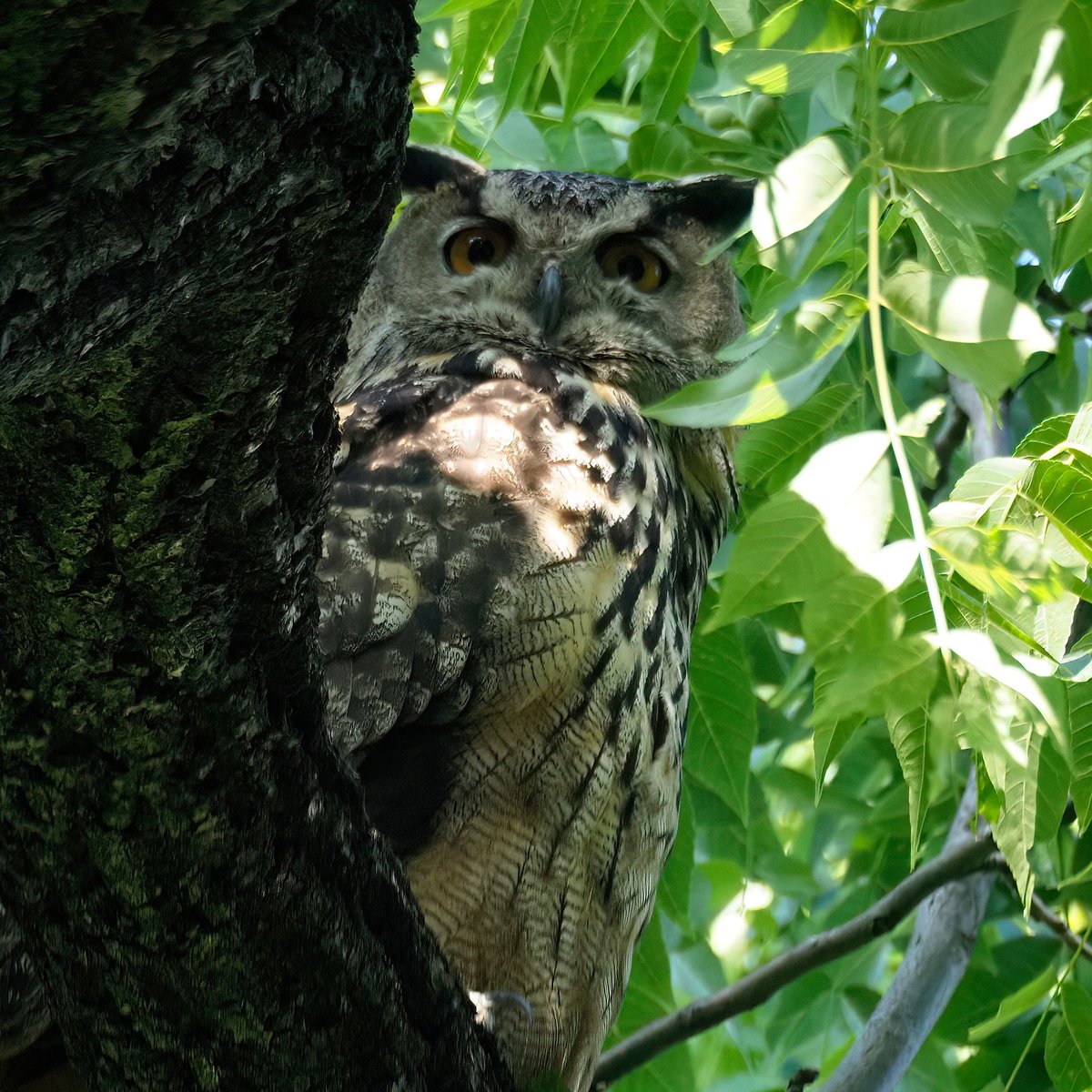 A year ago last May, I spotted Flaco high in a tree in Central Park's North Woods. He peered down with the same curiosity he seemed to regard every creature he encountered. When I take my daily walk I think of him as I pass his favorite haunts. ❤️🦉❤️#MemorialDay #birdcpp