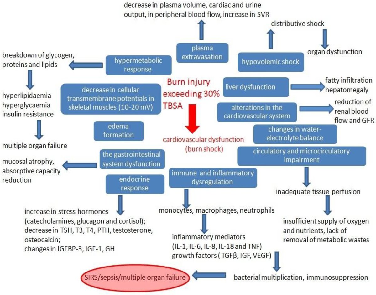 Today's Paper of the Day is on recent developments in the management of burn injuries criticalcarereviews.com/latest-evidenc… Join us to read 1 paper per day and stay up-to-date as we cover the spectrum of critical care across 2024