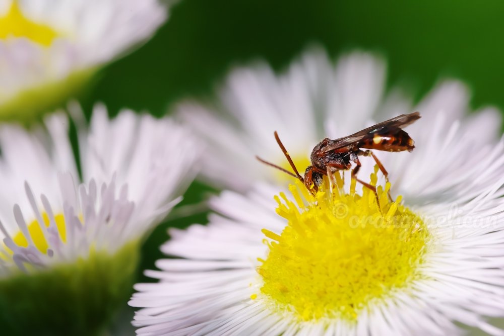 小型のキマダラハナバチ。
Nomada sp.