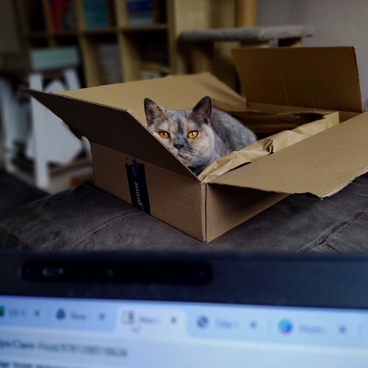 Being judged so harshly by a cat in a box is quite something. Pepper. Day 2434. #Caturday.