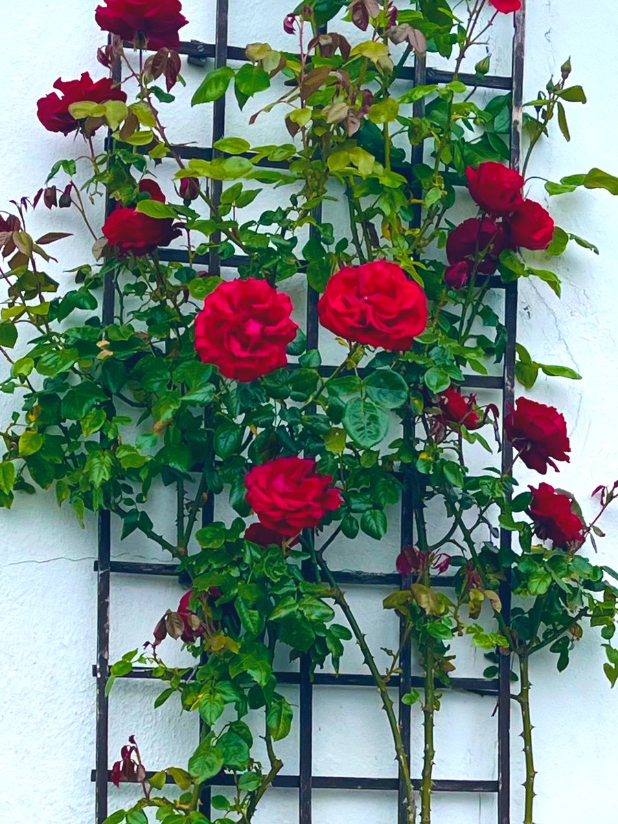 Wonderful to be back in Ireland catching up with family and researching my new book One for Sorrow. These roses are in cousins beautiful garden and are called Dublin Bay  ☘️ #iamwriting #irishtheme #womensfiction