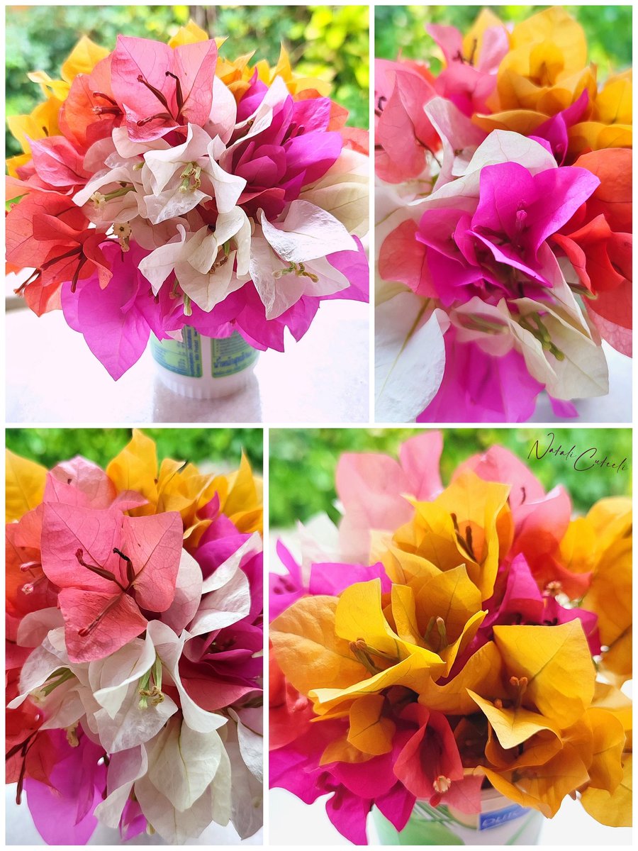 My Thai bouquet 🥰
Four shades of beauty...
Have a great weekend everyone! 😉
💜💛💗🤍
#cuteeli #art #nature #NatureBeauty #NaturePhotography #cute #positive #environment #gardening #beautiful #flowers #colorful #amazing #bouquet