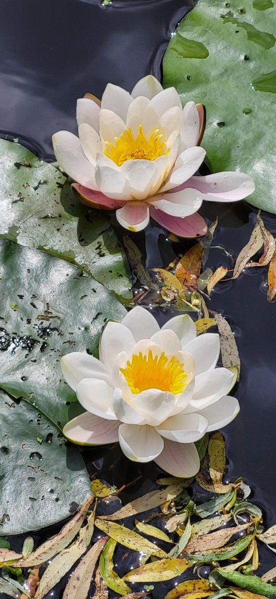 Immek's tweet image. Aan het water in #072 is dit toch het eerste wat in mijn hoofd opwelt. Met dank aan Frederik van Eeden. (van dbnl.org)