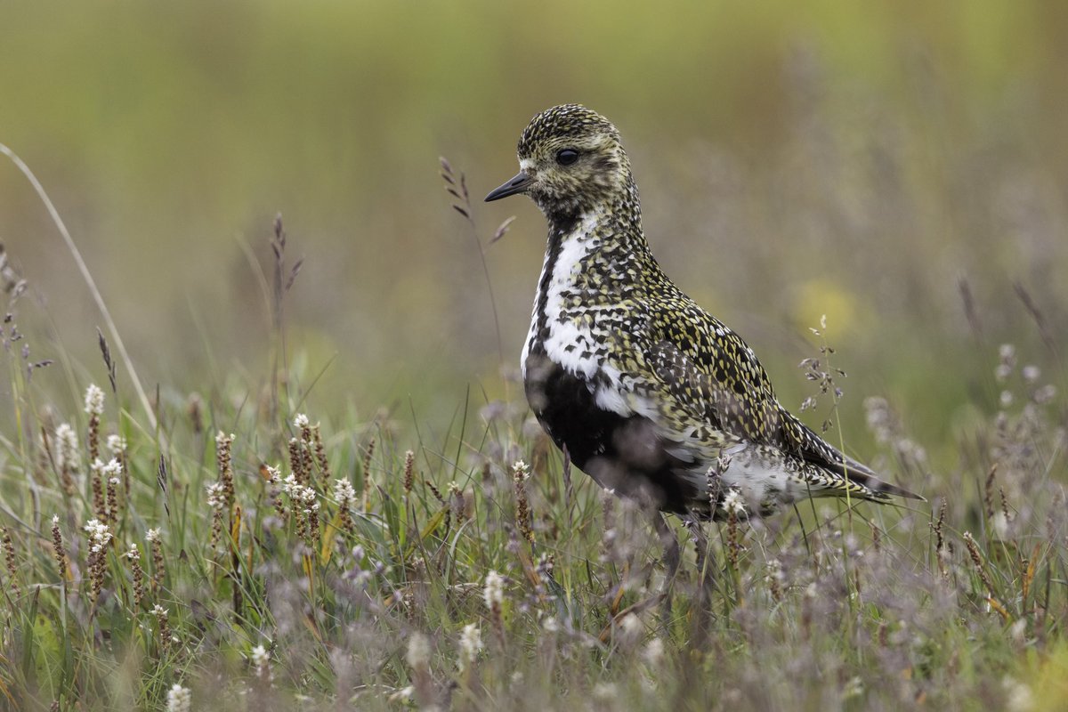 Harry Read tweet media