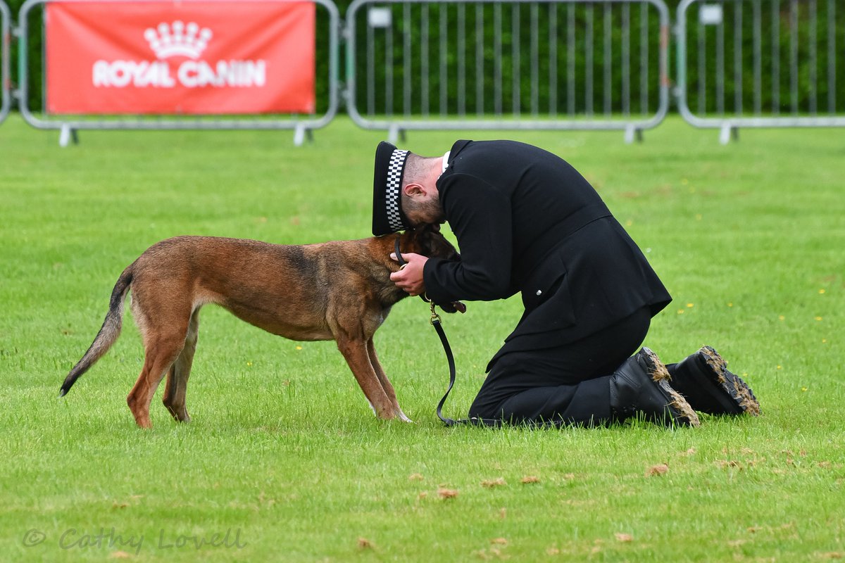 A few more of PC McMaster and PD Amber representing @PSOSDogs at The National Police dog trials @PoliceDogTrials on Thursday