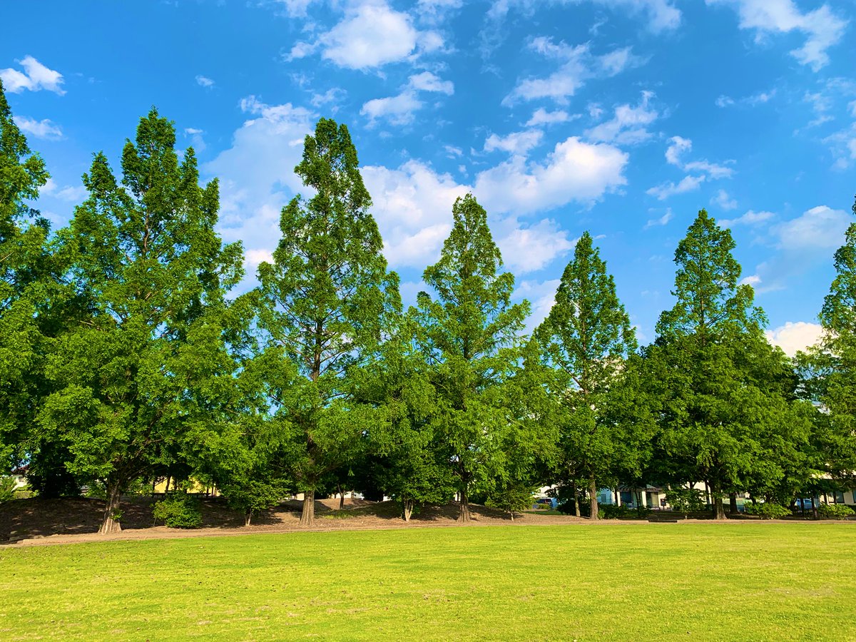 {お知らせ}明日26日日曜は11時半オープンより午後1時までの短縮営業となります。
☆午後貸切宴会のためご了承下さいませ。

また翌日月曜は［臨時休業］とさせて頂きます。よって定休日と共に月、火曜連休となります。

🍀風薫る新緑の西藤中央公園