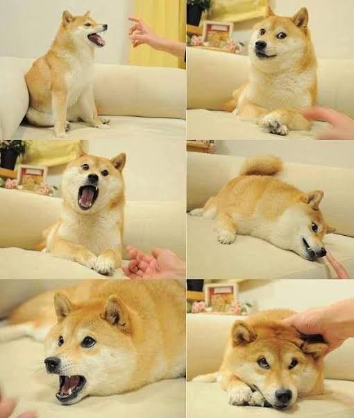 cb_doge's tweet photo. The King of Memes 👑 https://t.co/okSmEa6Uqj