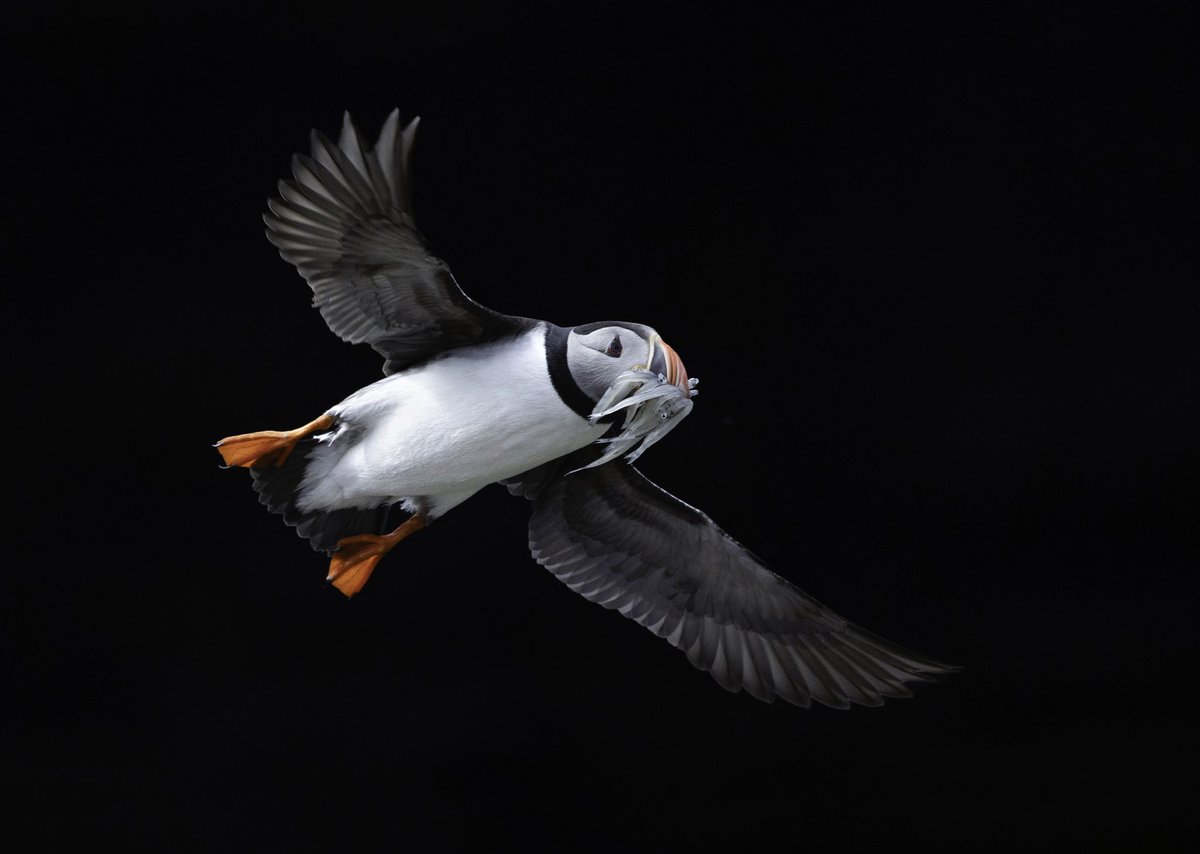 Harry Read tweet media