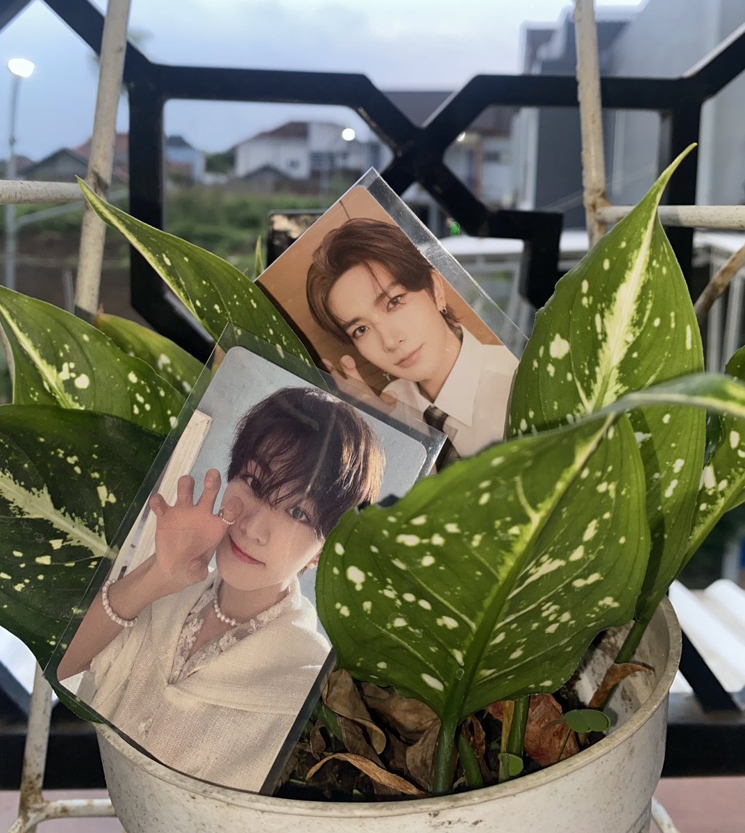 jungwoneest's tweet photo. Alhamdulillah bisa buka penangkaran maung #subhanallah #tabarakallah #alhamdulullah #IMP #IndyMaungPark https://t.co/MpeyWxp9IP