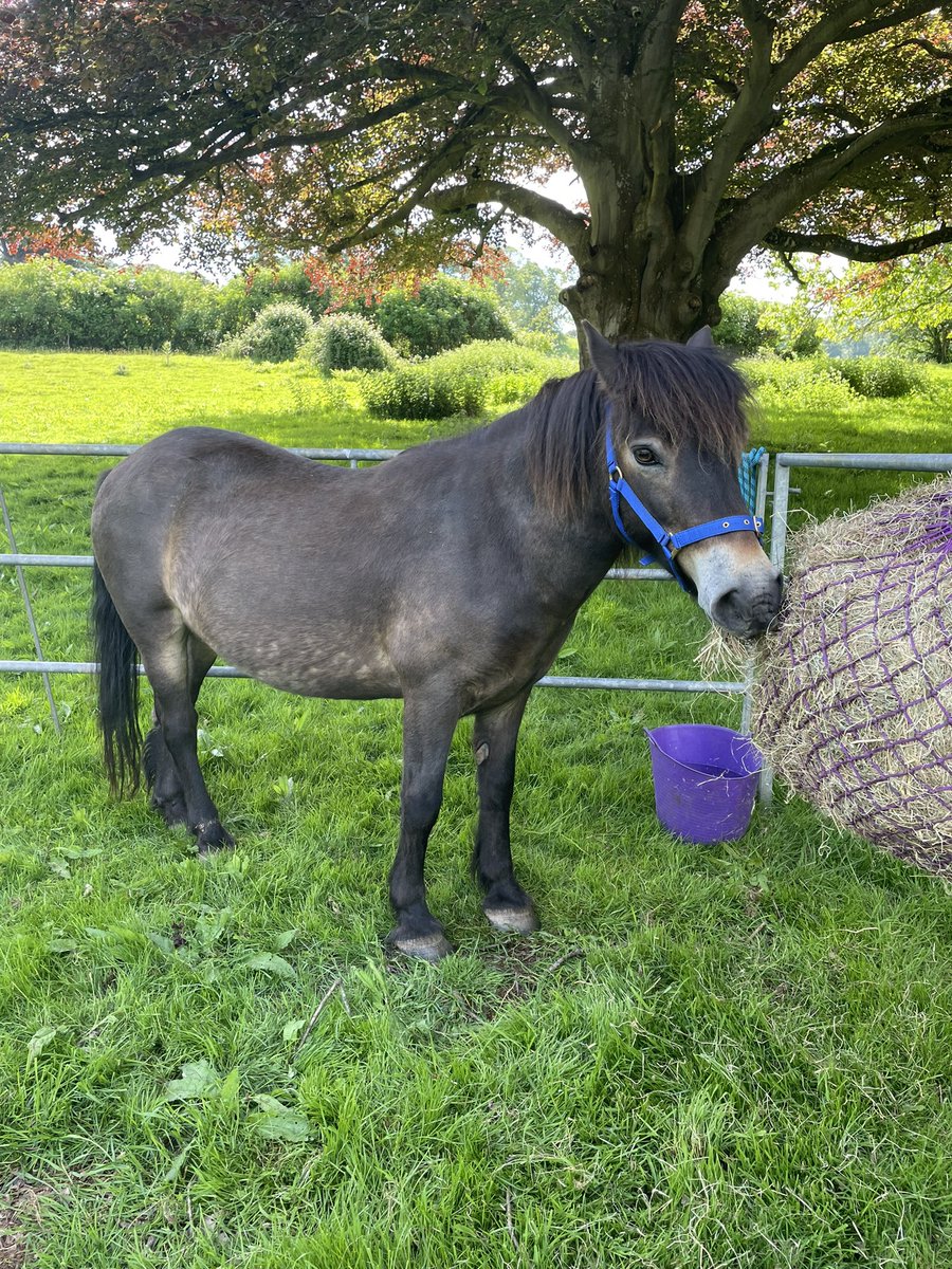 The Exmoor Society tweet media