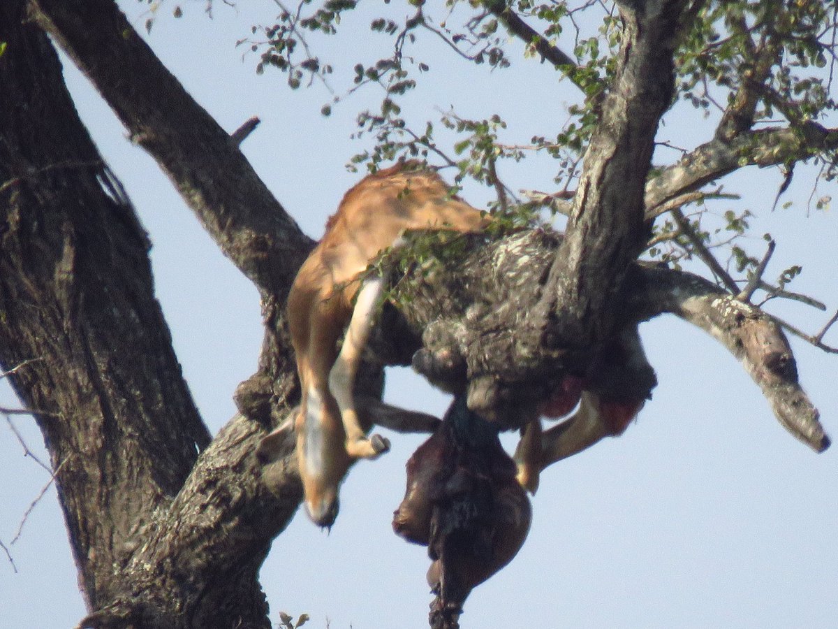 Another impala gone.Spotty is living soft life,but here was nowhere to be seen…Still great sighting…
#Myoffice
📍KNP