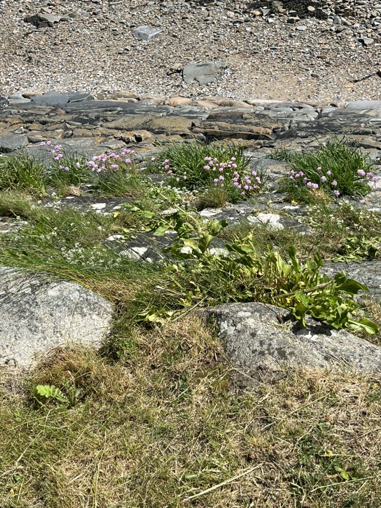 Omeath towpath this morning 🌼🌾 🌊