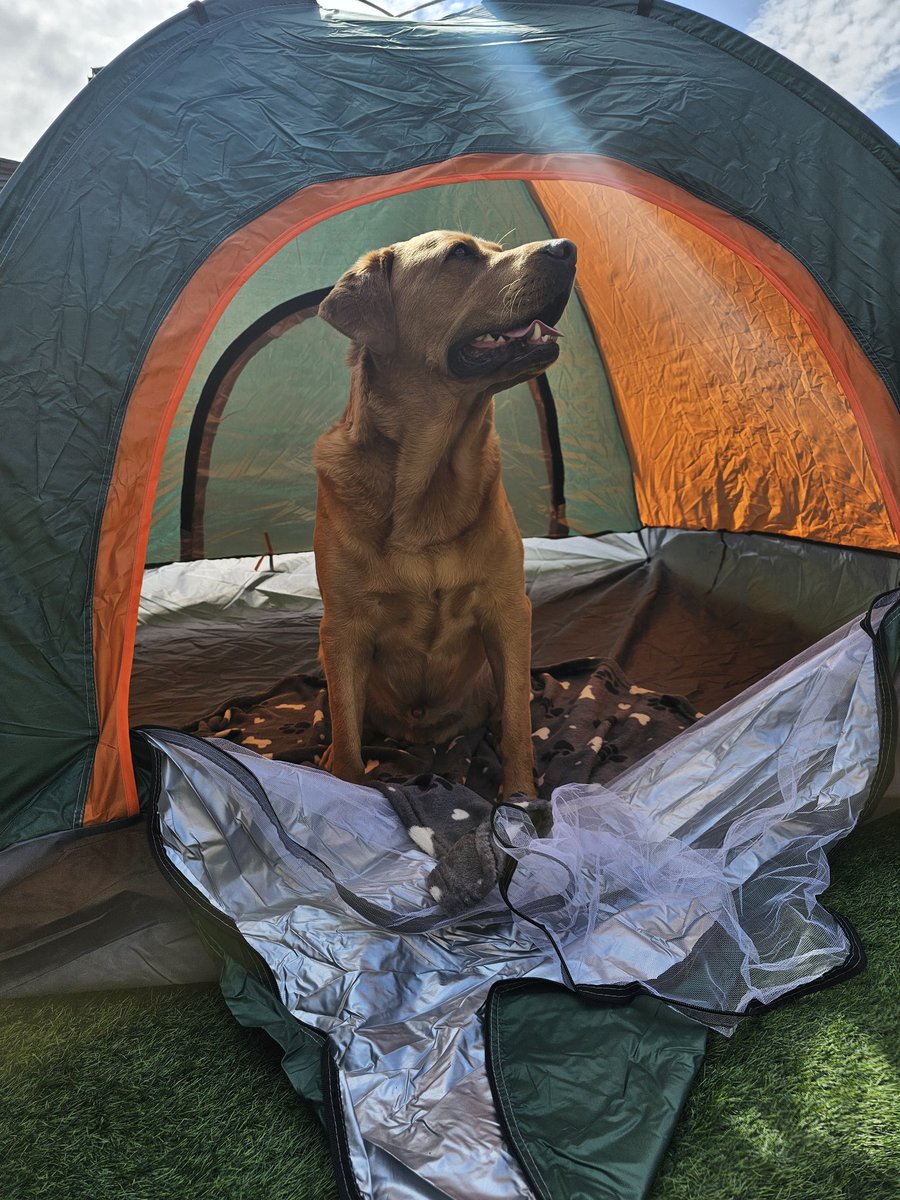 Julie laughed at me when I said I'd bought Bailey a tent to keep the sun off him in the garden, who's laughing now. She just mentioned going camping. 🙈🙈 #Baileydaily