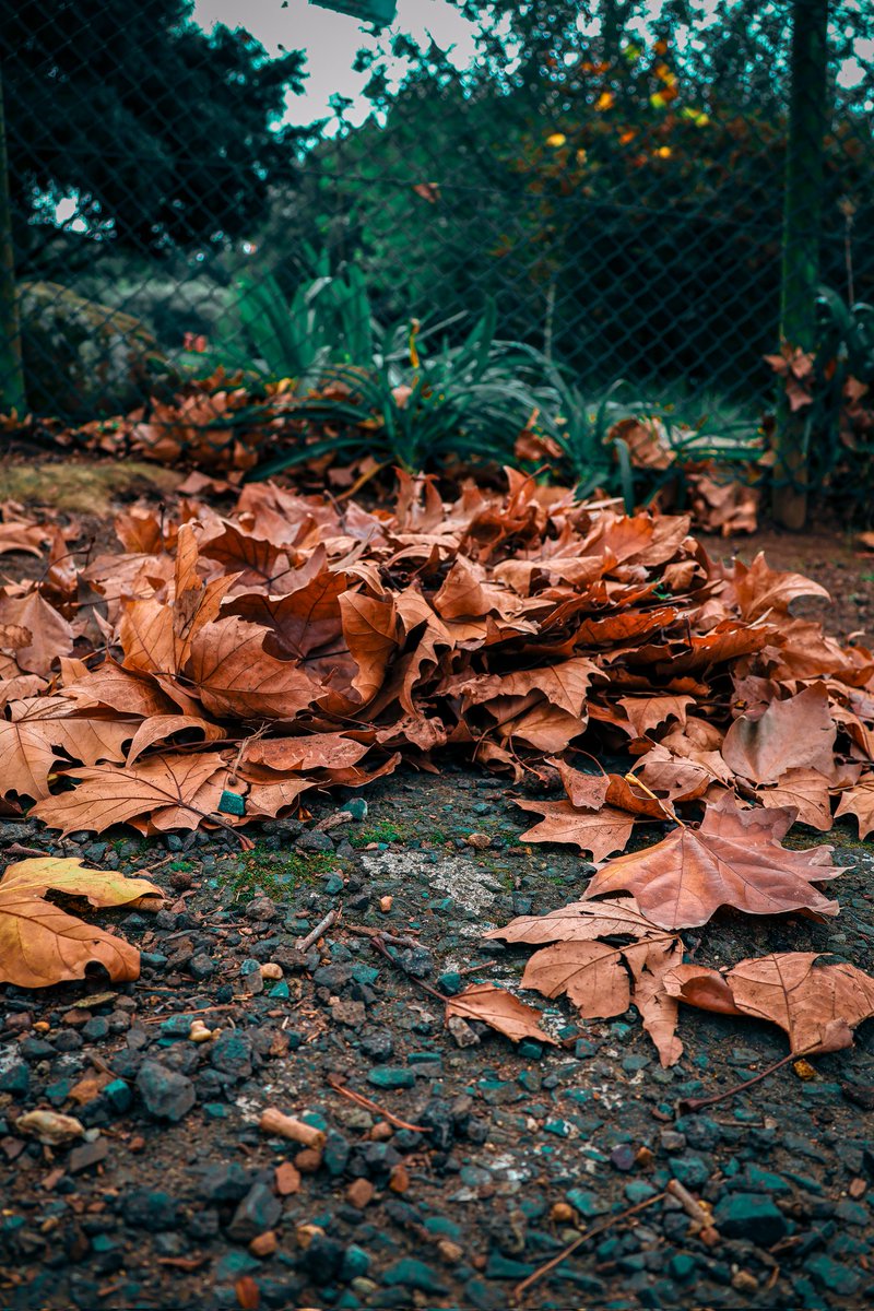 Magicalistical's tweet image. Autumn dump 🍁⛰️🍂

#autumn 
#capetown 
#CanonRSA 
#ishootwithorms 
#sanPARKS 
#newlandsforest 
#photographs 
#capetowntourism 
#ardernegardens