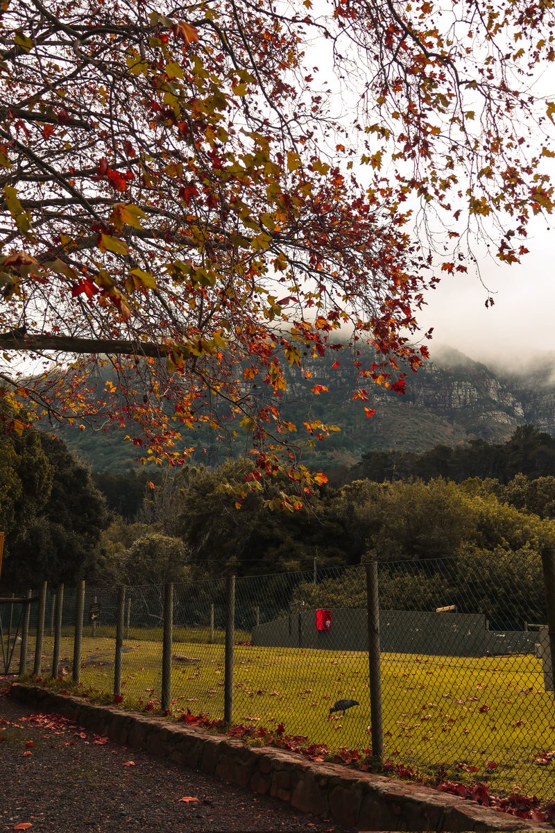 Autumn dump 🍁⛰️🍂

#autumn 
#capetown 
#CanonRSA 
#ishootwithorms 
#sanPARKS 
#newlandsforest 
#photographs 
#capetowntourism 
#ardernegardens