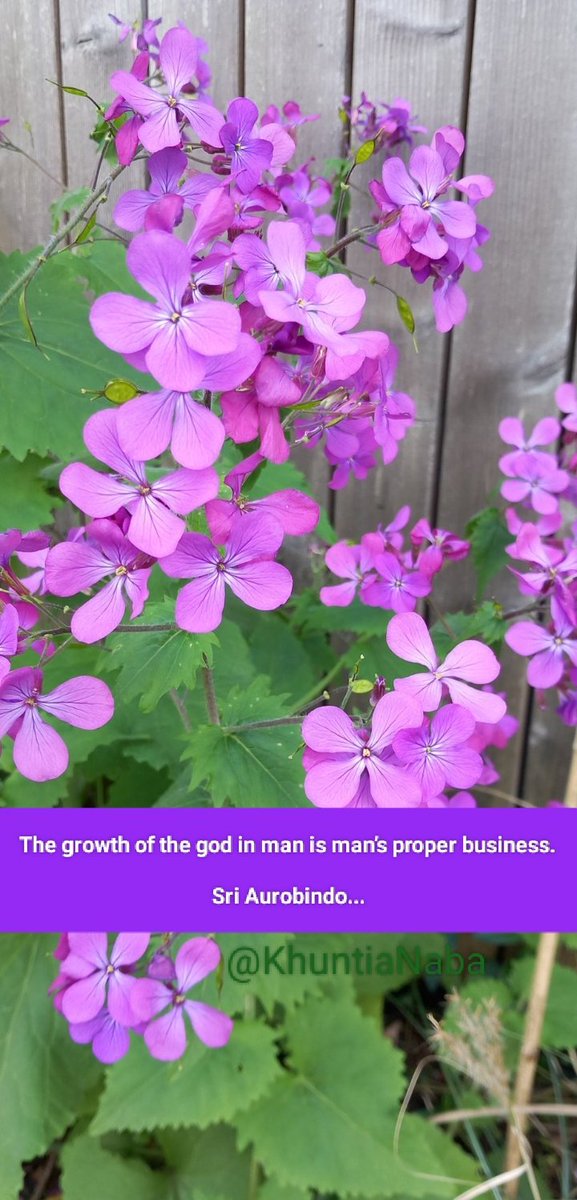 The growth of the god in man is man’s proper business.

Sri Aurobindo...

#SriAurobindo
#TheMother