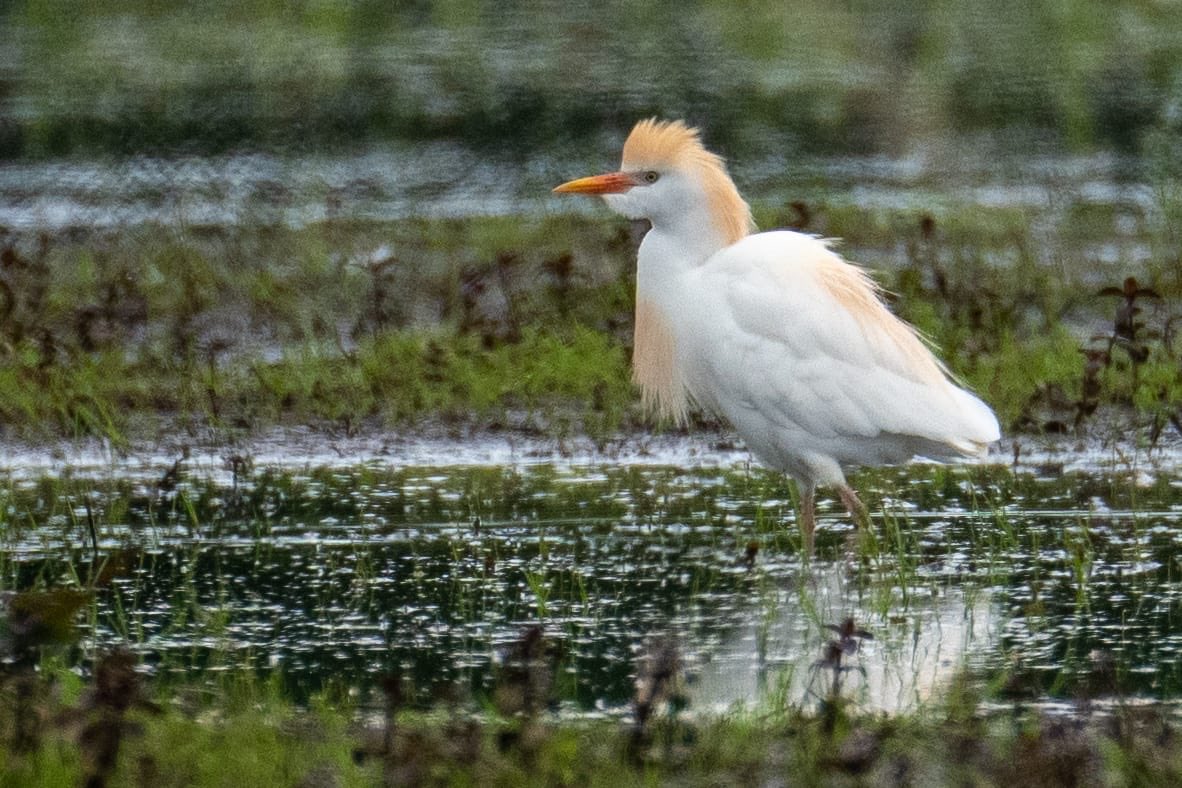 No more sign of the garganey but some nice views of a cattle egret on the flooded field near stockers farm between 1030 and 11 (before it flew off in the direction of Maple Lodge) #hertsbirds #londonbirds