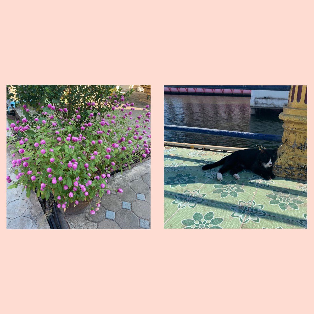 crispyrubie 🐞 tweet media