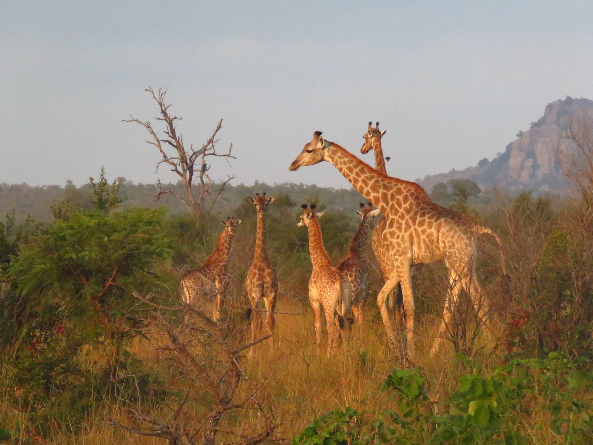 It’s Bundles of joys galore.I hope they make to adult hood.👌🏾👌🏾👌🏾
#Myoffice
📍KNP