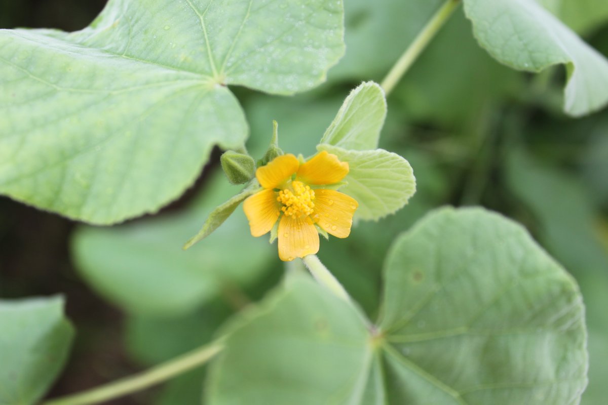Velvetleaf is a weed native to Eurasia & North Africa. Seeds are viable in soil for 50+ years, it’s toxic to livestock, & it prevents crops & native plants from germinating nearby.

#WSWS #weedscience #weedmanagement #invasiveplants #noxiousweeds

📸: Grace Flusche
