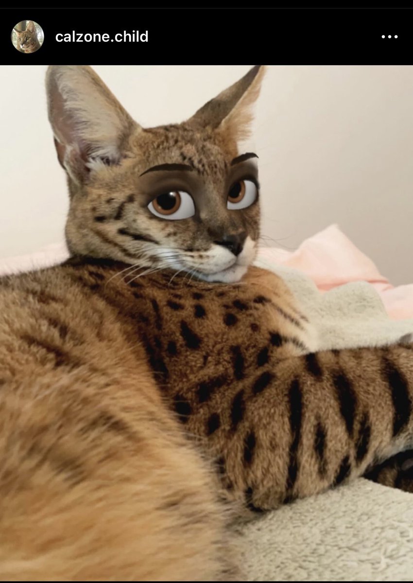 Cal has an I+G account now and he would love to see you on there… It’s Calzone.child