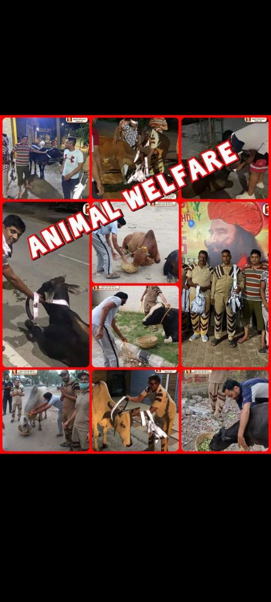 Under the pious guidance of of Saint MSG ,  if tragedy strikes, DSS volunteers are  there to respectfully remove any animal remains - ensuring the roads remain clear and the creatures they protect are honored. 
#AnimalWelfare #AnimalCare #SafeRoadSafeLives #RoadSafety  #Kindness