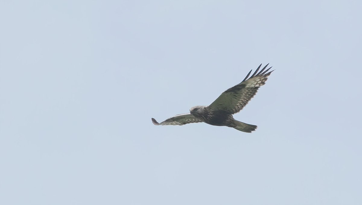 I’ve avoided twitching Rough-legged Buzzard in the hope I’d end up finding my own, so it was pretty epic to do just that on Wednesday at Rattray Head. In-off the sea and then SW inland, what a cracker! Found a pair of RBS the next day too at Longhaven, a find tick for me. Mega.