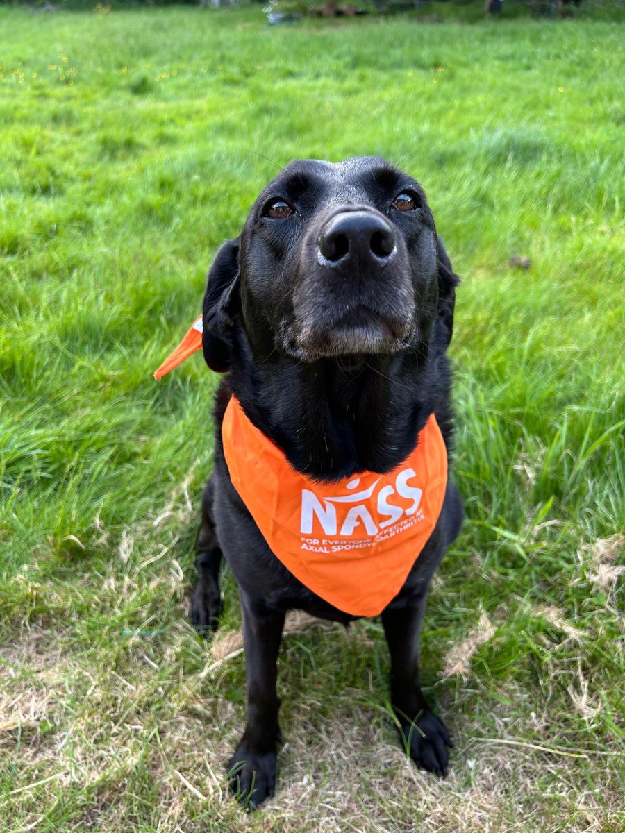 Gillianeames's tweet photo. Would like to thank our three fantastic Rheumatologist’s Dr Antoni Chan, Professor
Raj Sengupta & Professor Karl Gaffney
for taking part again #WalkyourASoff & contributing your #STEPS
#ORANGEAPPLES Team
Also thank you to Dr Chan’s four legged friend the lovely Bella x https://t.co/C5VCt2GYyw