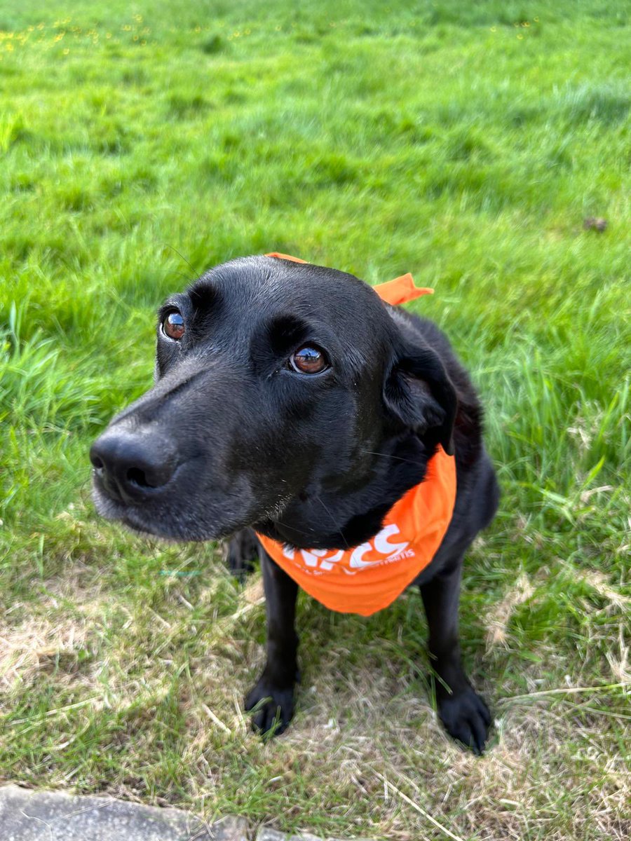 Gillianeames's tweet photo. Would like to thank our three fantastic Rheumatologist’s Dr Antoni Chan, Professor
Raj Sengupta & Professor Karl Gaffney
for taking part again #WalkyourASoff & contributing your #STEPS
#ORANGEAPPLES Team
Also thank you to Dr Chan’s four legged friend the lovely Bella x https://t.co/C5VCt2GYyw