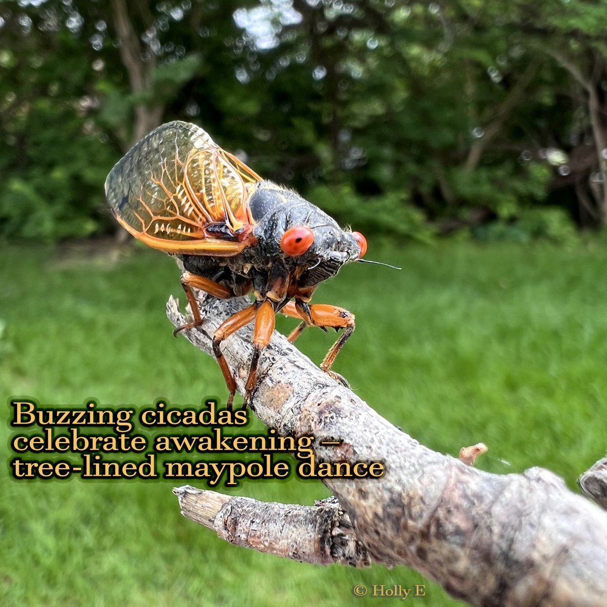 Buzzing cicadas
celebrate awakening –
tree-lined maypole dance

#haiku #haikuSaturday #micropoetry #poetry #poetrycommunity #poetrylovers #WritingCommunity #3lines