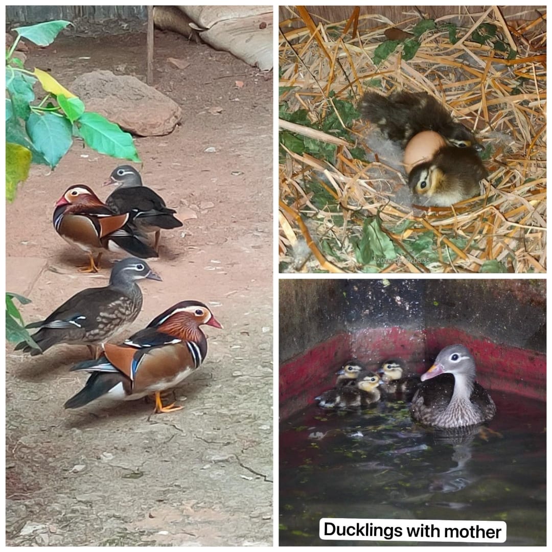 A warm welcome to three new guests at Assam State Zoo 🐣 For the first time Mandarin ducklings were hatched. Some may recollect, these waterfowls from East Asia, made a rare winter appearance in 2021 -after 118 years. Now you don’t have to wait that long to meet them !