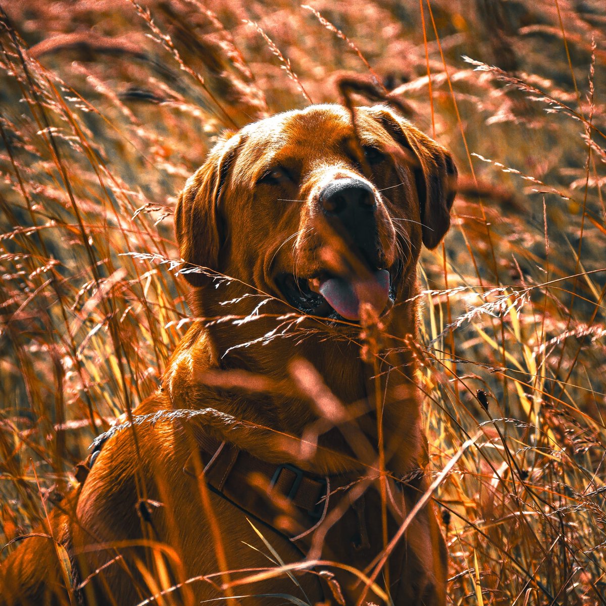 Fields of Gold 🥰 #Baileydaily #DogsofTwittter