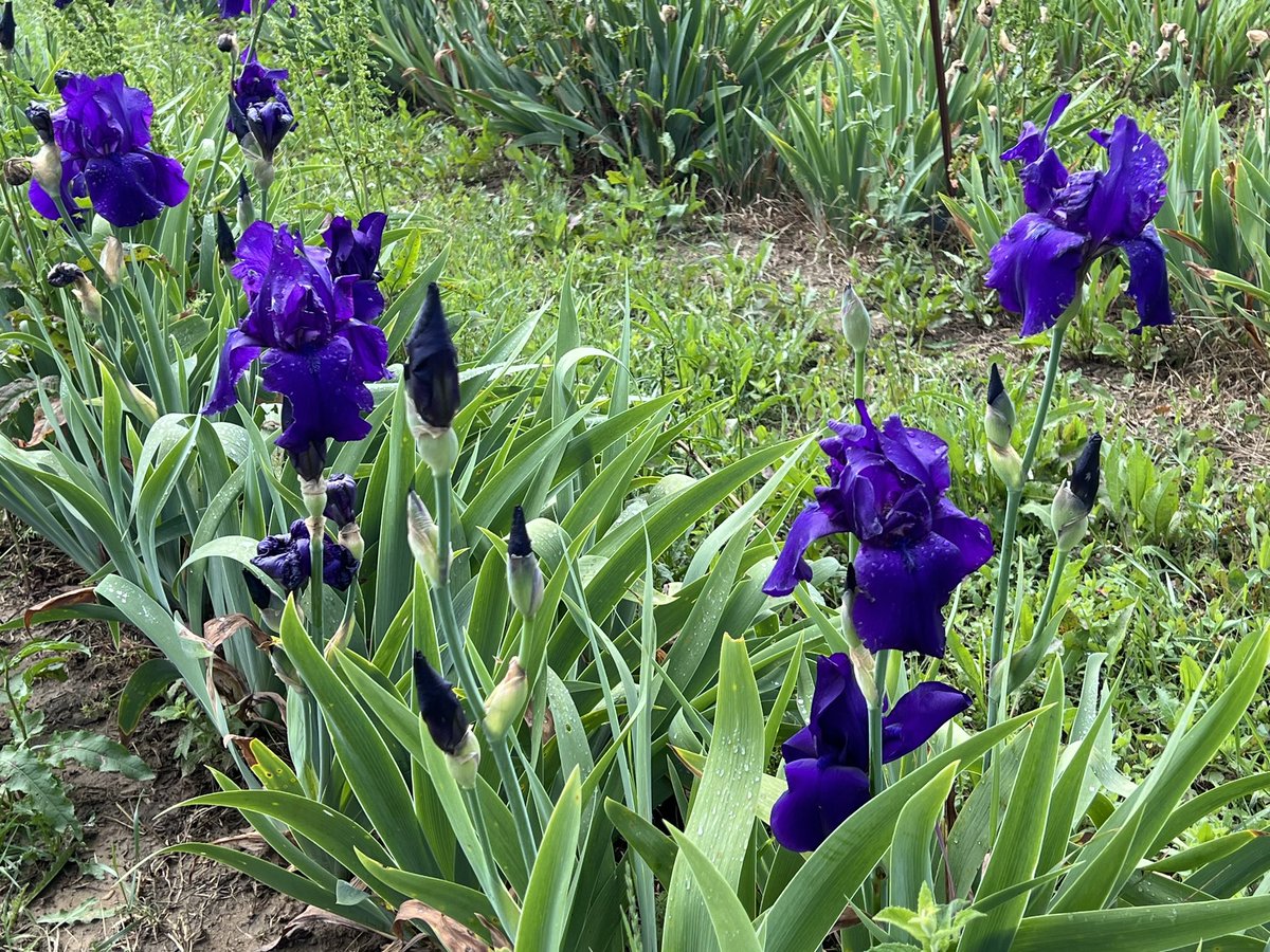 #anirisadayformay We are close to the end of the season here, as everything started earlier than usual.  Matinata (Schreiner, 1966) is always one of the very last to flower, normally flowering into early June here in Umbria.  Elegantly tailored flowers in a deep, rich purple.