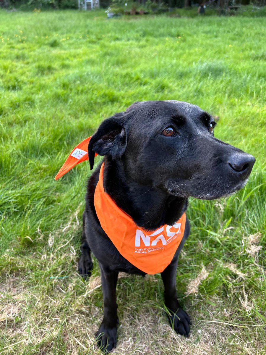 Gillianeames's tweet photo. Would like to thank our three fantastic Rheumatologist’s @KarlGaffney1 @synovialjoints @rajsengupta
for taking part again this year #WalkyourASoff & contributing your #STEPS
#ORANGEAPPLES Team
Also thank you to Dr Chan’s four legged friend the lovely Bella x https://t.co/KUnaQ5wMpb