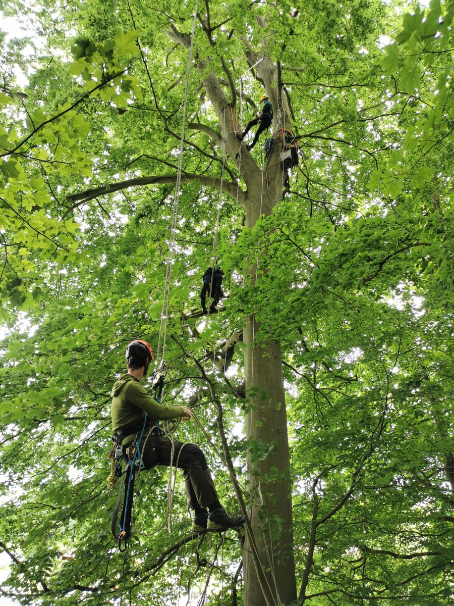 Amazing week spent teaching a fab crew of #treeclimbers advanced #canopyaccess techniques, including how to rig rope traverses between trees 🌳

Thanks for joining us guys - you all did brilliantly. Not an easy syllabus, but you nailed it &amp; were a lot of fun to hang out with 👏👏
