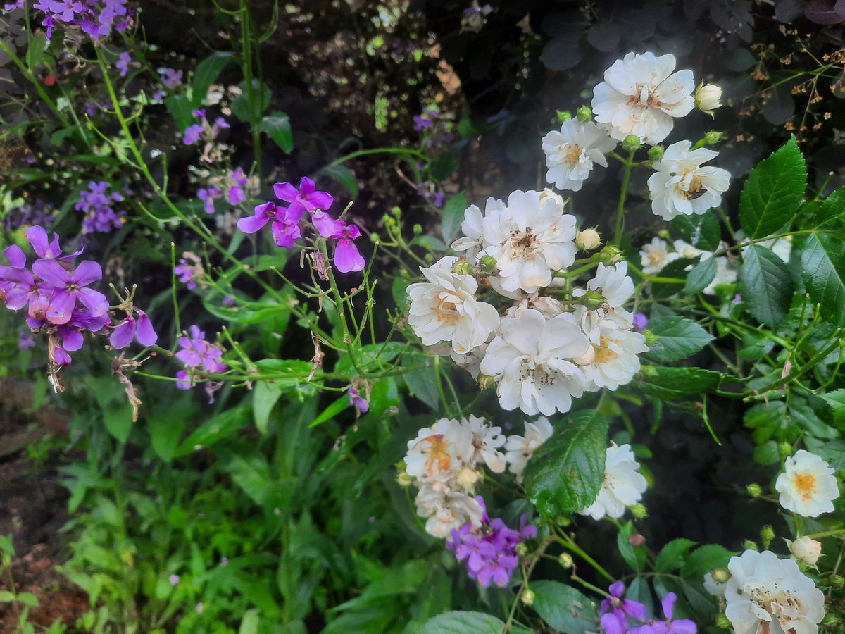 LadyUiterweerd's tweet photo. De eerste rozen bloeien in de tuin. 😁🌸❤️ https://t.co/Lm0Rh9k17h