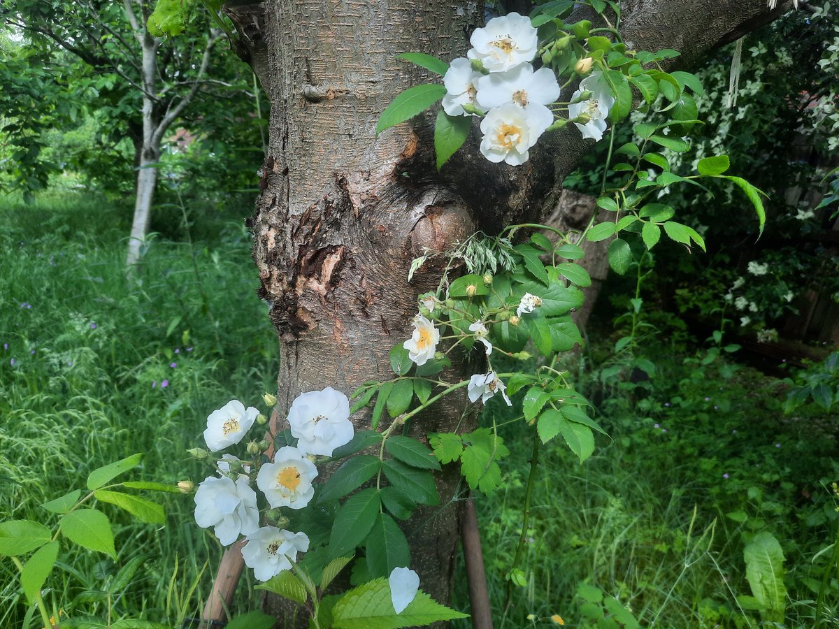 LadyUiterweerd's tweet photo. De eerste rozen bloeien in de tuin. 😁🌸❤️ https://t.co/Lm0Rh9k17h