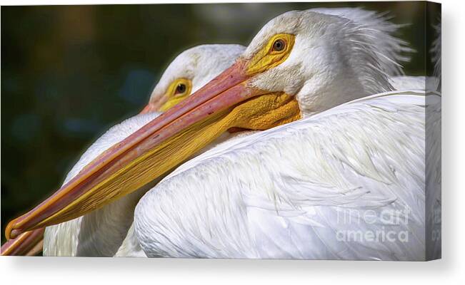 Two #whitepelicans sunning by the lake at #lakemorton in Lakeland, Florida... #canvas print available in my shop at 3-joanne-carey.pixels.com 🧡 #wildlifephotography #pelicans #BuyIntoArt #gifts #fathersdaygifts #birds #naturelovers 🧡🧡🧡 3-joanne-carey.pixels.com/featured/sunni…