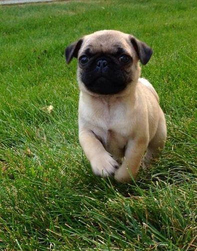 So cute baby pugs 🐾
-
- 
#pug #pugdog #puglover 
#pugcute #puppy 
#puglovers 
#pugsoftwitter