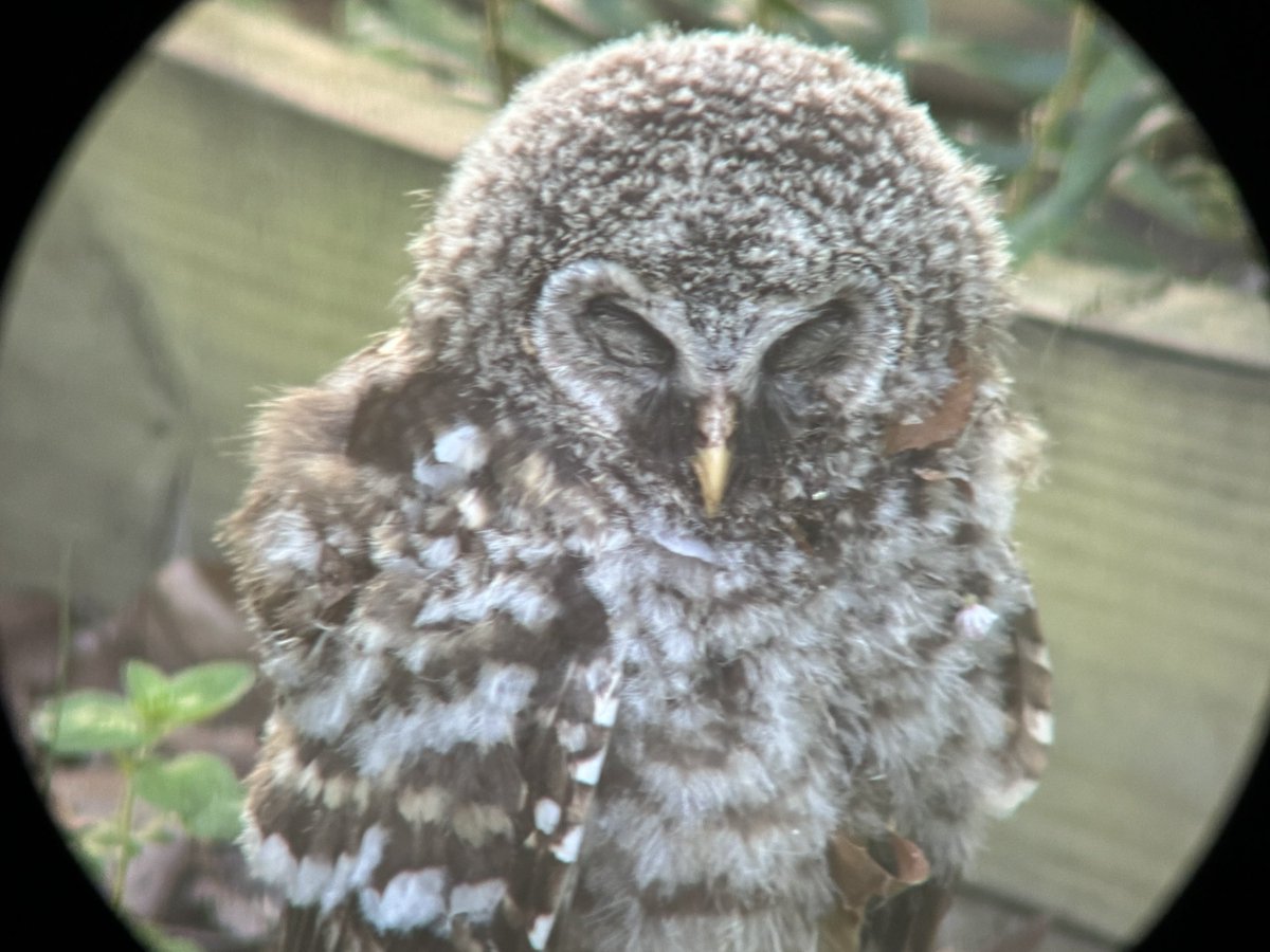 LukeRangeWalker's tweet photo. The baby barred owls are back today. 

Check out their talons. 

Although these owls are a woodland species, they come out into forest openings (like my yard) to hunt mice, frogs, and other critters, which are more abundant in open areas. 

I’ve found that having a water sprinkler on at dusk in dry spells seems to attract them…