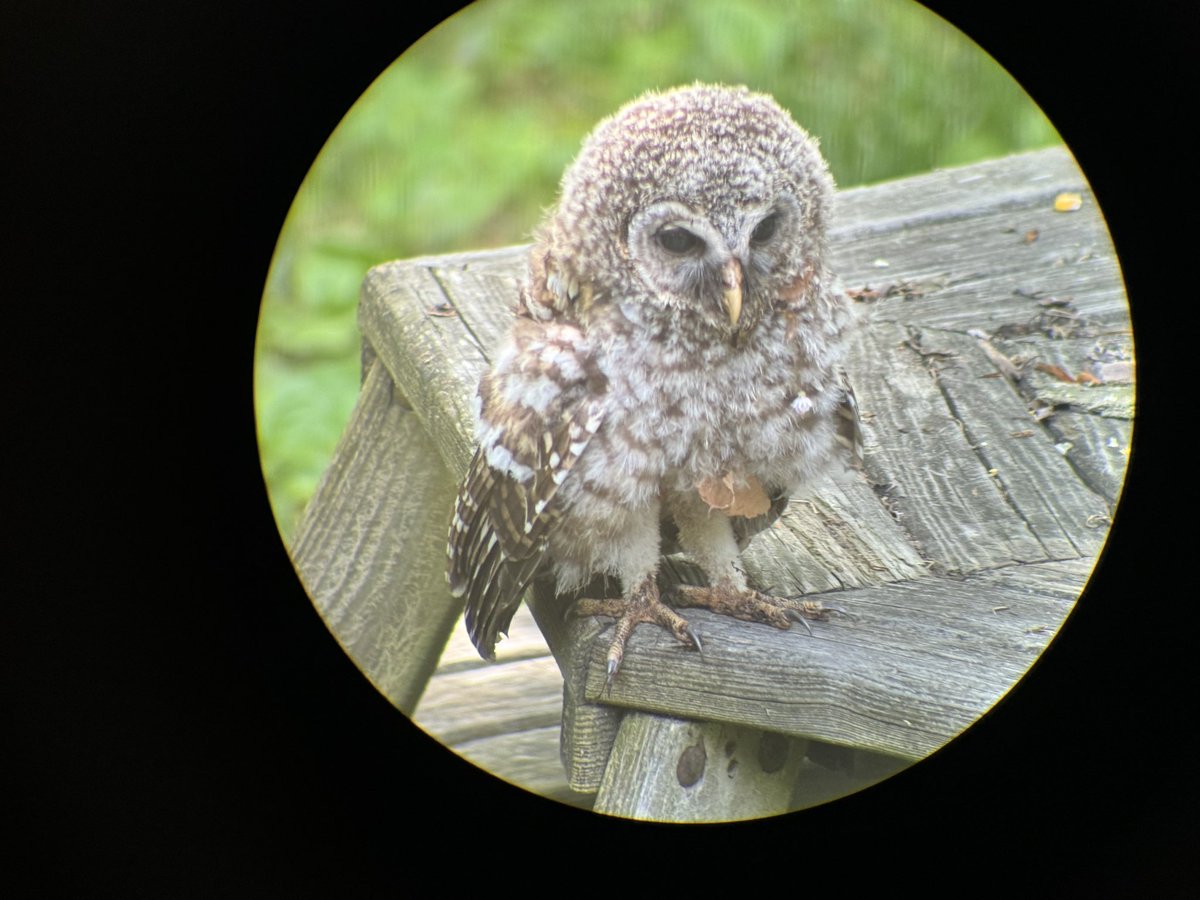 LukeRangeWalker's tweet photo. The baby barred owls are back today. 

Check out their talons. 

Although these owls are a woodland species, they come out into forest openings (like my yard) to hunt mice, frogs, and other critters, which are more abundant in open areas. 

I’ve found that having a water sprinkler on at dusk in dry spells seems to attract them…