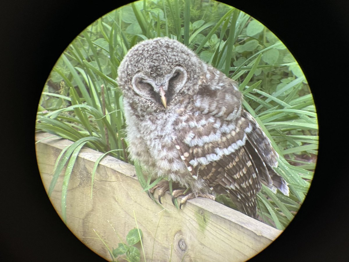 LukeRangeWalker's tweet photo. The baby barred owls are back today. 

Check out their talons. 

Although these owls are a woodland species, they come out into forest openings (like my yard) to hunt mice, frogs, and other critters, which are more abundant in open areas. 

I’ve found that having a water sprinkler on at dusk in dry spells seems to attract them…