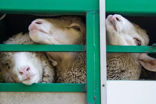 Le Royaume-Uni dit stop à l'exportation des animaux d'élevage vivants, entassés dans des conditions épouvantables limportant.fr/infos-planete/… #Planète